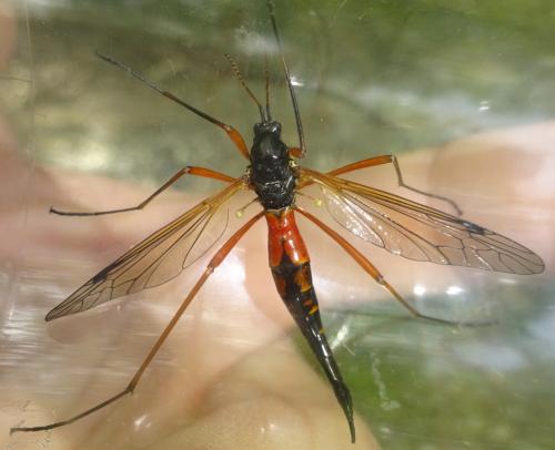 Tanyptera atrata
